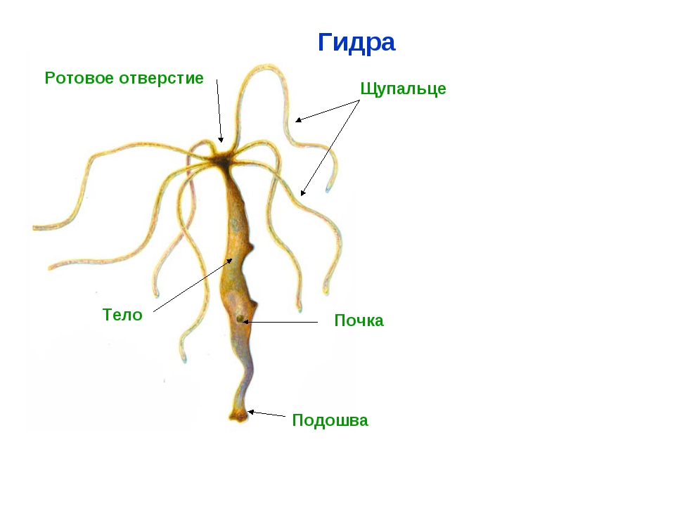 Блэкспрут конец